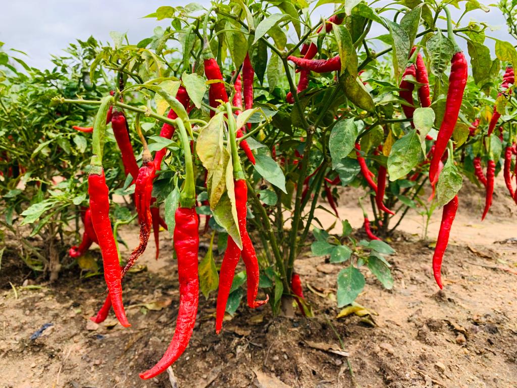 CRI-CSIR engages stakeholders on new pepper variety - Vimarsana News